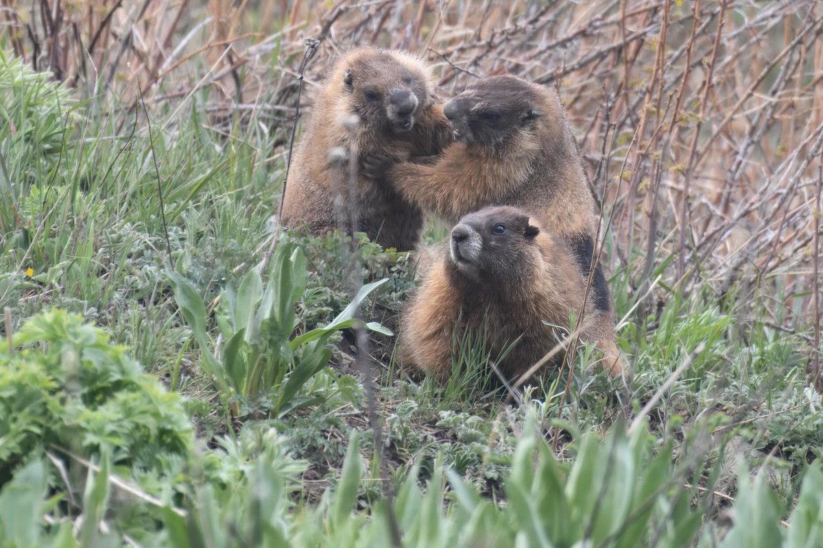 OnlyMarmsRMBL's tweet photo. What are these Marmots arguing about? 🤔 https://t.co/NyTMsN8JkK