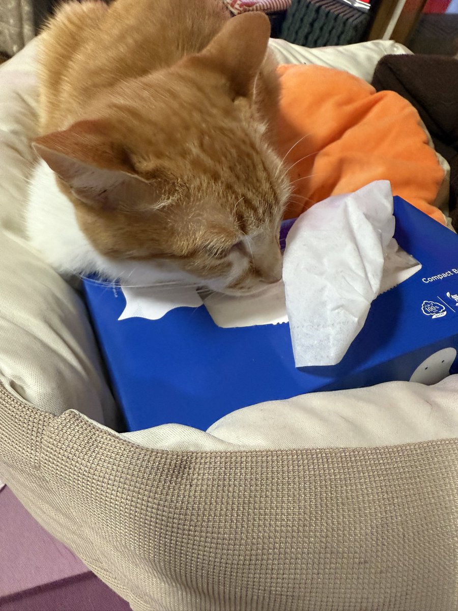 kiriyanami's tweet photo. ティッシュボックスを枕にするにゃんこ
ヤムチャしやがってにゃんこ
みんな大好きおはぎちゃんにゃんこ https://t.co/BV64MnJdxl