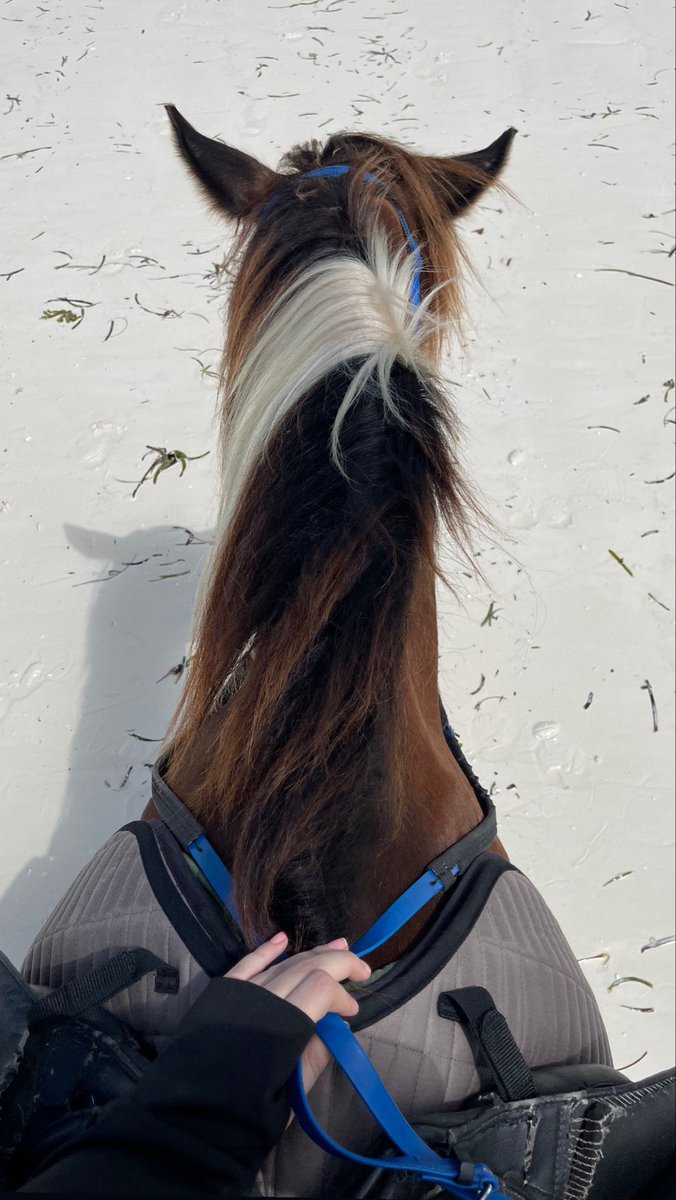 _amna21_'s tweet photo. The wind, the horse, the feeling—I miss it all https://t.co/tBNIM4Wf6H