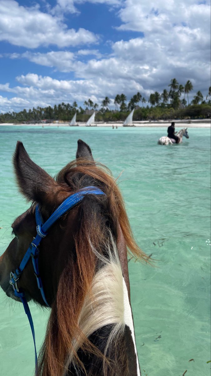 _amna21_'s tweet photo. The wind, the horse, the feeling—I miss it all https://t.co/tBNIM4Wf6H