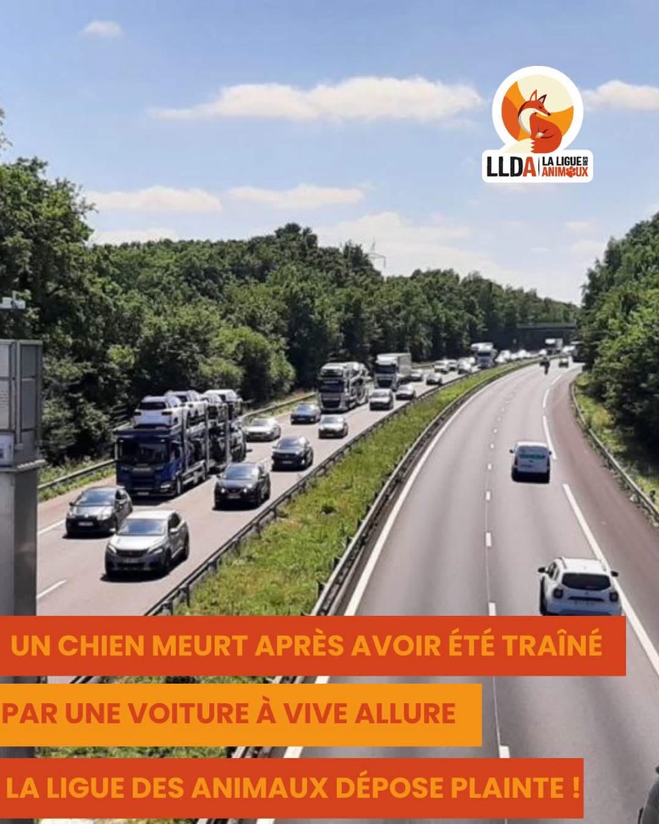 La Ligue Des Animaux tweet media