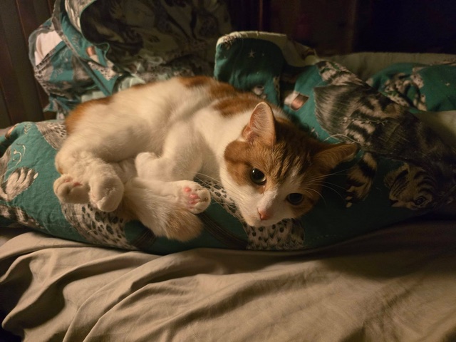 H2RScotland's tweet photo. Marcel's offer of a home has sadly fallen through.
Marcel is a 5 year old male indoor house cat. He is available and looking for a new home.
Marcel would be best with someone who can spend time with him as he likes human company.
He is chipped and neutered and healthy with no medical issues.
He has previously lived with a dog but does take time to warm up to other animals and can be quite anxious, therefore a home for himself would most likely be best for his needs.
Marcel eats Royal Canin indoor cat dry food and Felix wet food.
He uses a litter tray with no issues and likes to play with his toys which will be provided with him when he is rehomed.
Marcel is registered at the vets and likes Dreamies cat treats.
He would be fine with older cat savvy kids.
For more information or to offer Marcel a new home please email info@help2rehome.com