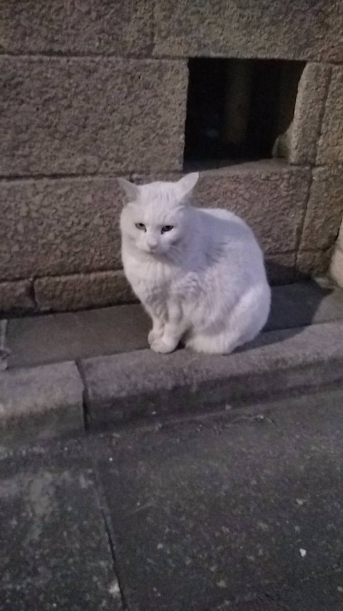 reirei_816's tweet photo. この猫ちゃんを探しています！
何かご存知の方がいらっしゃいましたらdmへご連絡よろしくお願い致します。

こちらは東京で、詳しい場所は写真を見て分かる方にはわかるかと思います。
どうぞよろしくお願い致します。

#猫探し #白猫 #猫行方不明 #猫捜索 https://t.co/AtYSDy7j1l