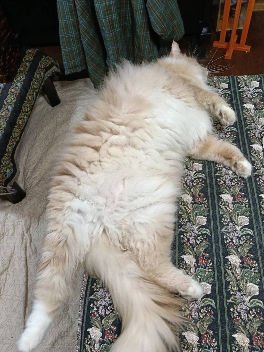 duster_5392's tweet photo. 田舎堕ちした北欧猫がこちらです、ただの毛の塊😂
ロモちゃんはテレビの前や親父の横など色んな所で寝てるみたい、羨ましい🥹 https://t.co/Zwi1ZlRYmQ
