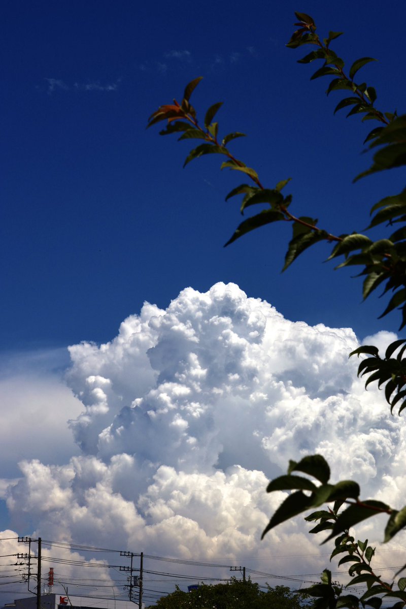 K11_pluviophile's tweet photo. 夏の怪物が好きです。本当に。 https://t.co/BdWriIhn8X