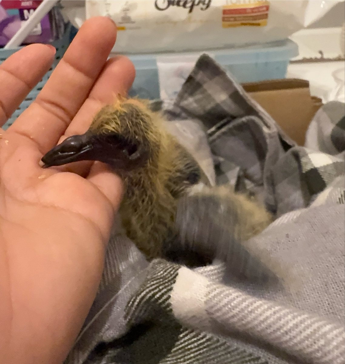 BirsenAklk's tweet photo. Miniciğim… orman içinde harika bir rehabilitasyon merkezine gitti. Vakti gelince özgürlüğe kanat çırpacak 🥰🕊️ https://t.co/zRdtZD3x14