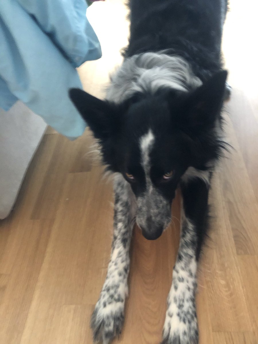 TwIttNTIN's tweet photo. Je connais que trop bien ce manège, le mien #Bolty, il fait exactement ça ! 🥳
❤️ https://t.co/H5Tb1PcMdn