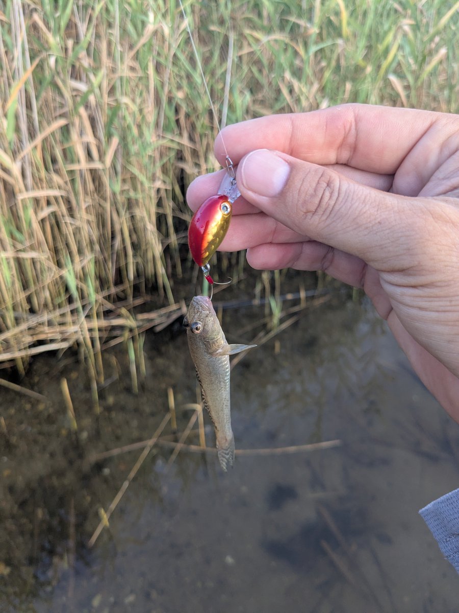 turix2fishing's tweet photo. やること終わったから
ハゼクランク
意外と遠距離から飛んでくるから想像してたより速巻きでも良さそうでした。
ウェーディングの時に見かけてた大型はどこへ行ったのか https://t.co/8JvlyEZxk6