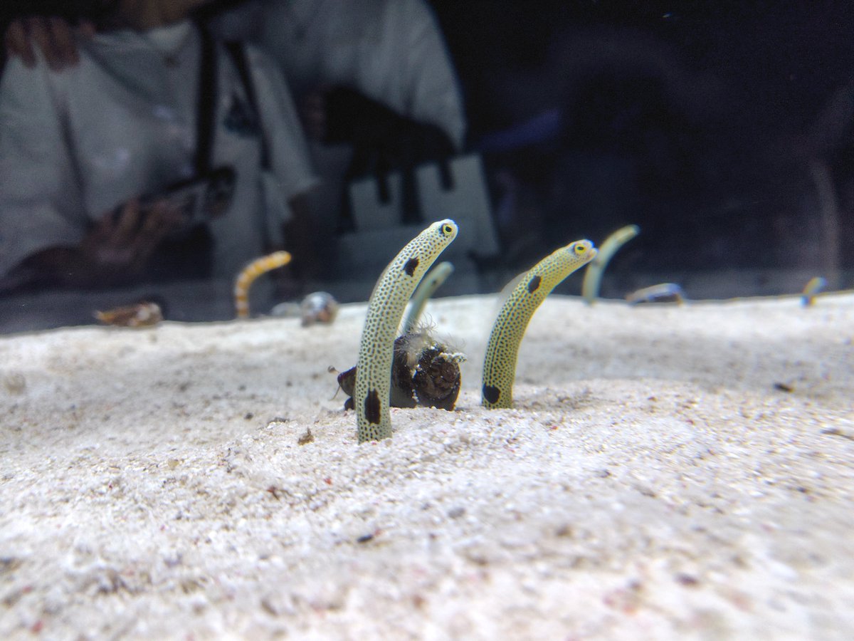 _erin_ko_'s tweet photo. 猫とチンアナゴとペンギン見たてたらそこがスカイツリーだった日 https://t.co/e3zHDCMrfK