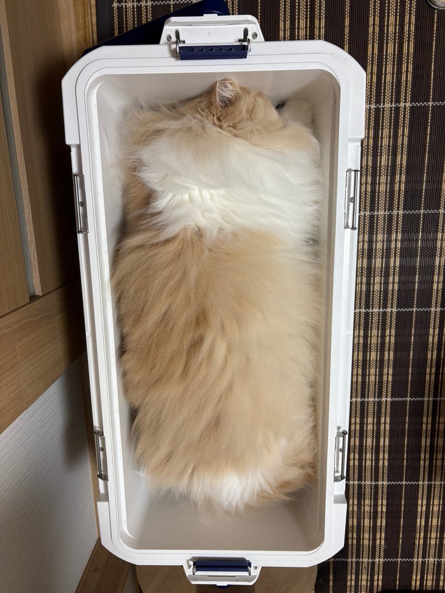 Coolerbox1Cat's tweet photo. やっぱりみっちみちにゃ。
I still fit perfectly in my box.
#ねこ #猫 #猫写真 #猫好きさんと繋がりたい #クーラーボックス #爺顔猫 https://t.co/mO3NmVjq0j