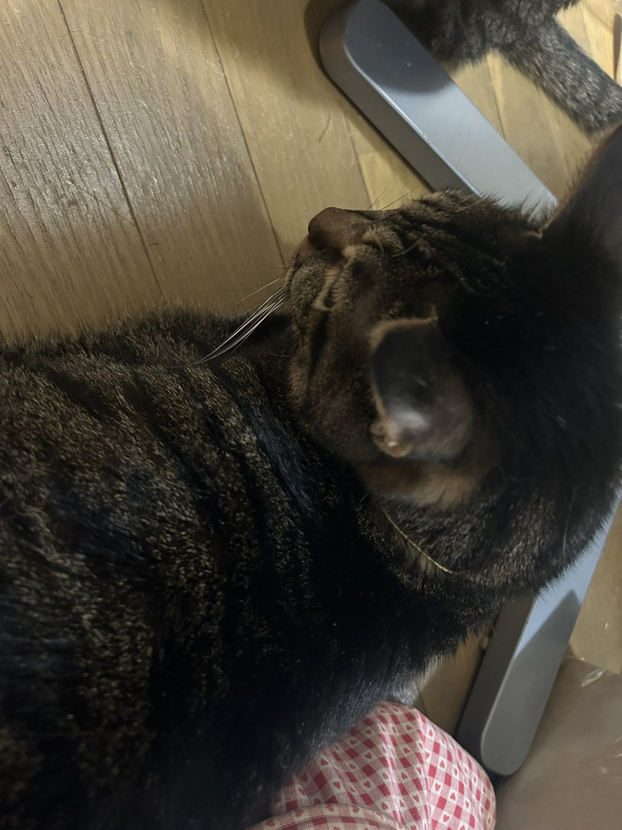 3m5k's tweet photo. 首輪久しぶりにつけたらデブくんがデブすぎて埋まってる https://t.co/qRVK5kNBul