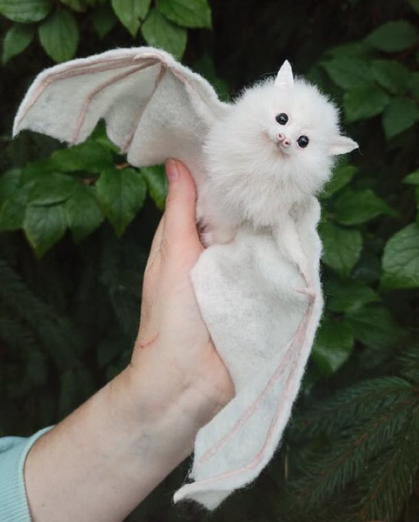 _littlethicket's tweet photo. a rare white bat https://t.co/n1bfB5YnGu