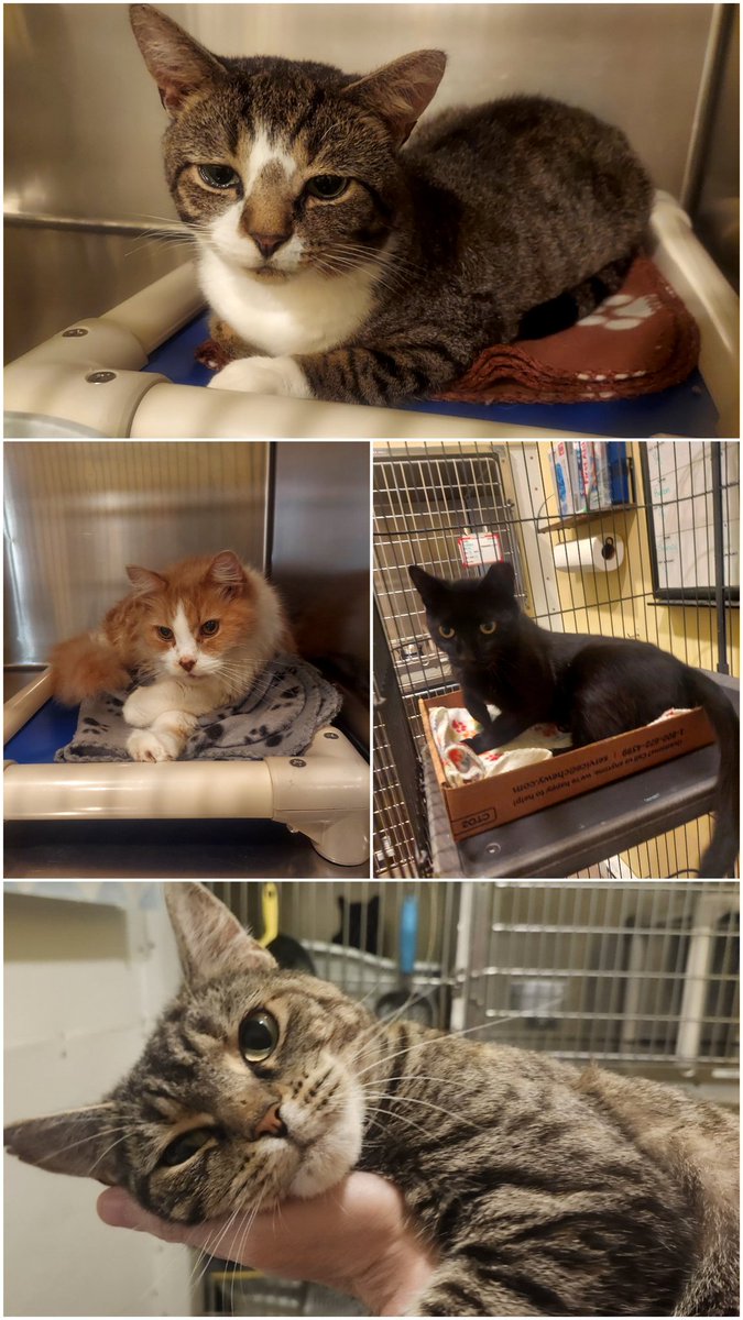RappCatsAdopt's tweet photo. Morning, everyone! Les here 🥰. I've just got to say: In my 9yrs with the organization, I have never seen our Intake Room SO Perfect 🥰 . You all have been introduced to most of these guys, but I just couldn't help it!can you guess with cat I'm smitten w/? 
#cats #rescuecats https://t.co/RlIQb2WkIl