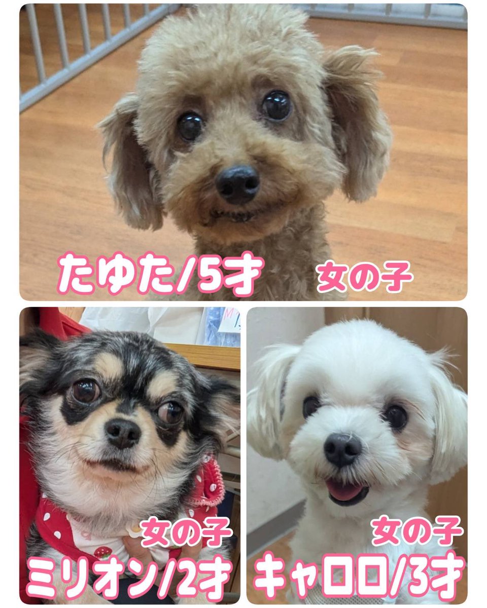 WanWanWan8611's tweet photo. 現在 #里親募集中 の子達です🐶
ふれあいも大歓迎💓

問い合わせはお電話で🐾
1日も早く本当の家族に出会えますように💫

#保護犬パーク長居店
#ドッグサロン 併設
📍大阪府大阪市住吉区長居東4-11-5
  日の出ビル地下1F
⏰ふれあいパーク12時～20時
🚿トリミングサロン 11時～20時
☎️06-6115-8611 https://t.co/K6ch8mlK5H