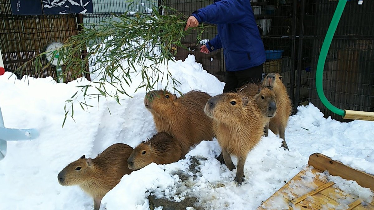 tbkch's tweet photo. 暑すぎるので涼しげな懐かしい画像を。ドカ雪の後、笹に群がる華一家（2017.1.21）#須坂市動物園 #カピバラ https://t.co/VR4iPZ2syi