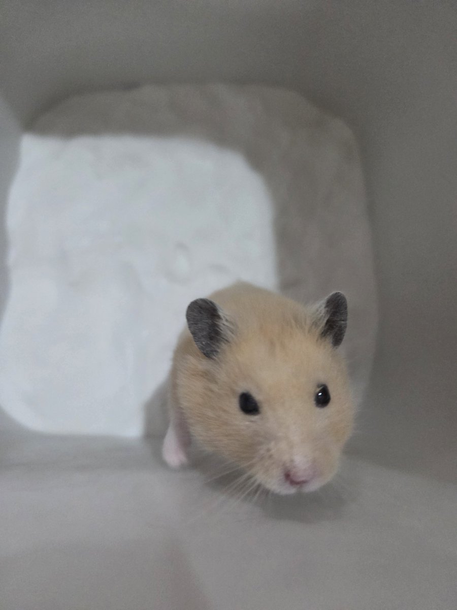 penkara_hamster's tweet photo. シュガードーナツ https://t.co/FvMqcUb9j6