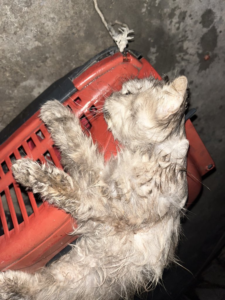 Sharif30Jamal's tweet photo. My beloved cat Lulu is taking her last breaths. Please, kind-hearted people, we need $195 for her treatment, vitamins, and food. 🙏😭💔 https://t.co/hw2mxbpRkt https://t.co/Ae9Zr1Vbwb