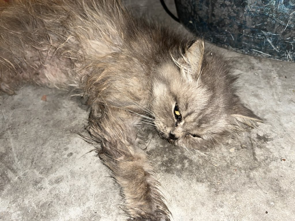 Sharif30Jamal's tweet photo. My beloved cat Lulu is taking her last breaths. Please, kind-hearted people, we need $195 for her treatment, vitamins, and food. 🙏😭💔 https://t.co/hw2mxbpRkt https://t.co/Ae9Zr1Vbwb
