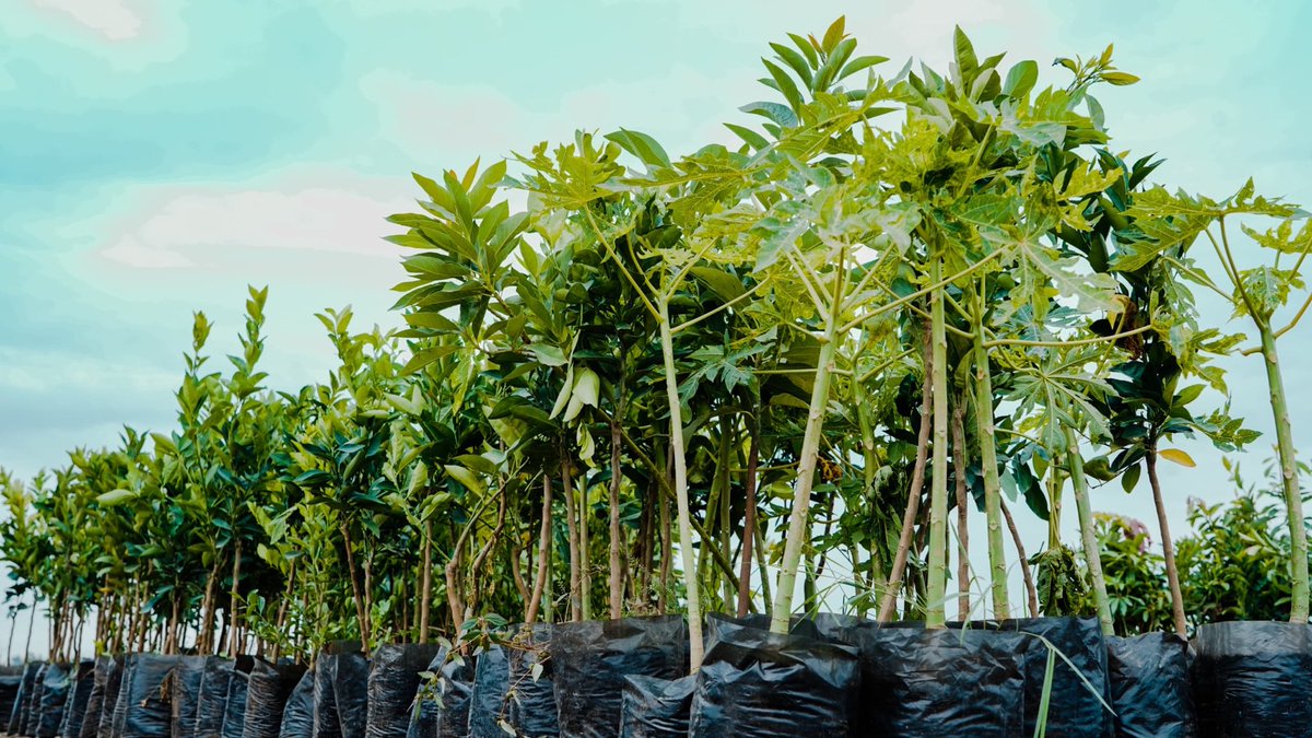 TakeleUma's tweet photo. The antecedent of the green legacy initiative launched eight years ago by our Prime Minister @AbiyAhmedAli has now turned into a single-day national plantation of over 800 million trees on August 3, 2026.

At the run-up to this national planting day, Ethio-Djibouti Railway staff are carrying out recurring tree planting across the railway corridor to keep the momentum going.