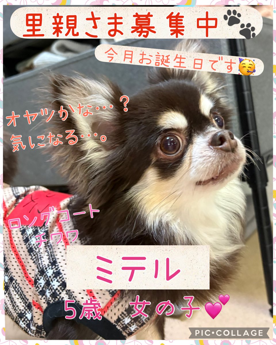 犬の気持ち (@9usnwlh40i8r9t9) / Posts / X