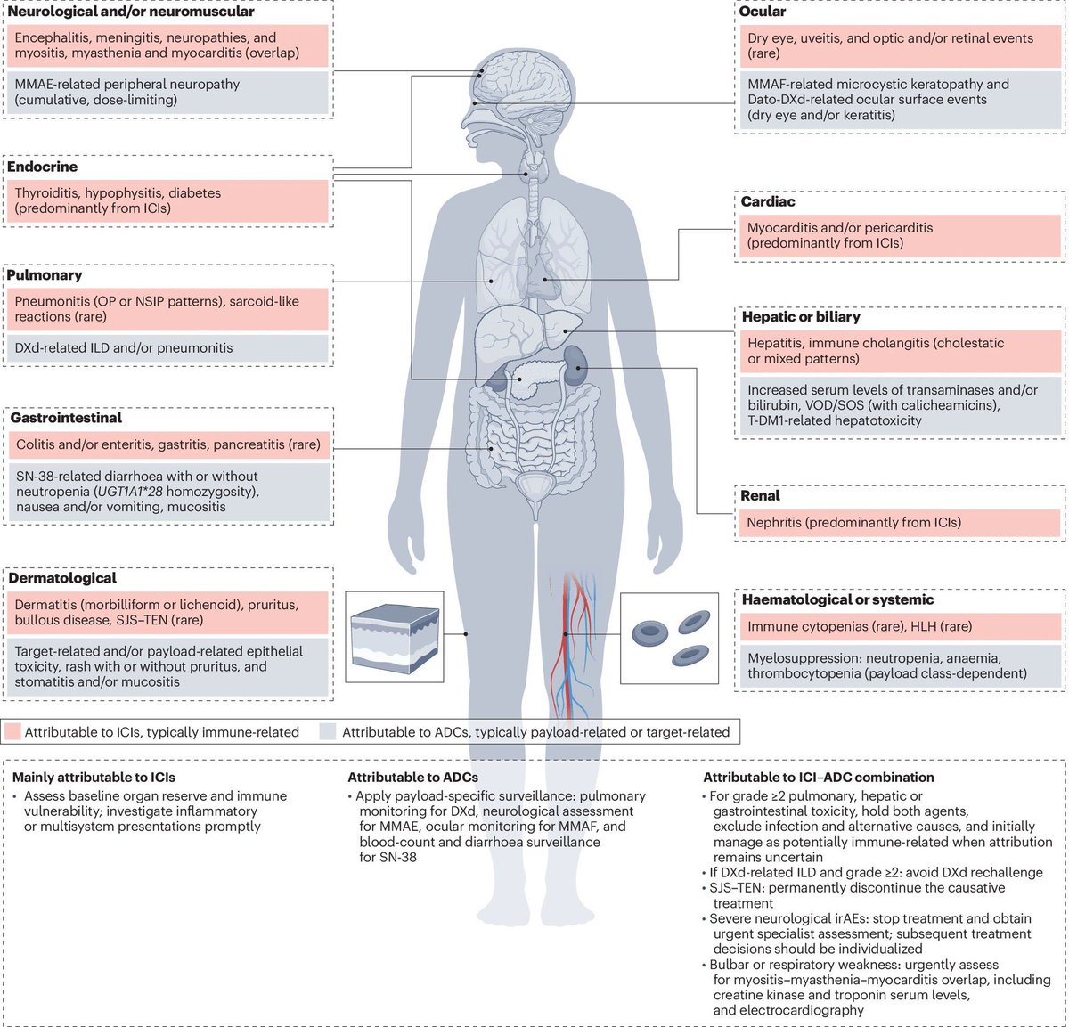 MarioBalsaMD's tweet photo. 🚨 Clinical toxicity of ADCs and ICI–ADC combinations! @NatRevClinOncol 
https://t.co/pcOM3r9Bho

▪️ Unified framework separating immune-, payload- and target-related toxicities
🫁 Recognize organ-specific toxicity patterns and manage overlapping ICI–ADC toxicities as immune-mediated until proven otherwise
💥 Practical algorithms for treatment interruption and rechallenge! 

The real payload isn’t just the drug, it’s knowing who carries the toxicity 🎯 

Congrats to @peters_solange @PGrivasMDPhD @stolaney1 and all the team! 👏🏼 amazing! 

@OncoAlert 
@OncoReporte @myESMO @_SEOM 
@Lung_Cancers @LungCancerRx