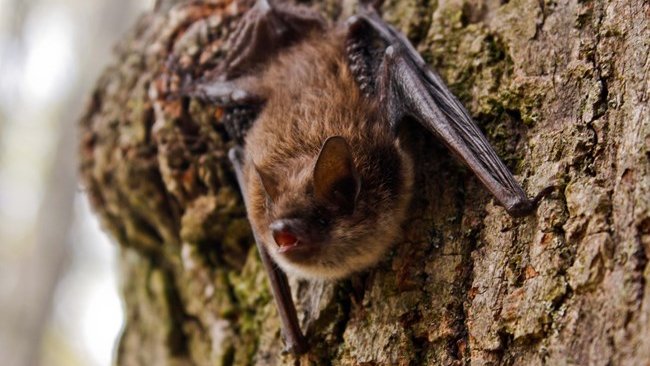 Give A Shit About Nature tweet media