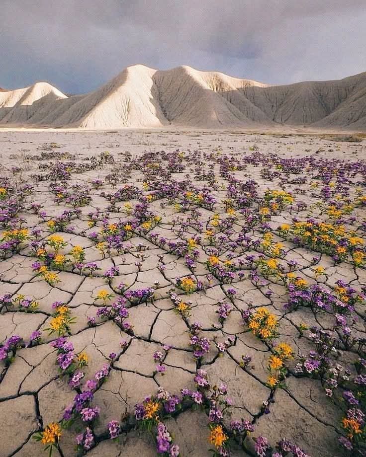 ‏️رآقي بآسِـلوٌبي 🇸🇦 tweet media