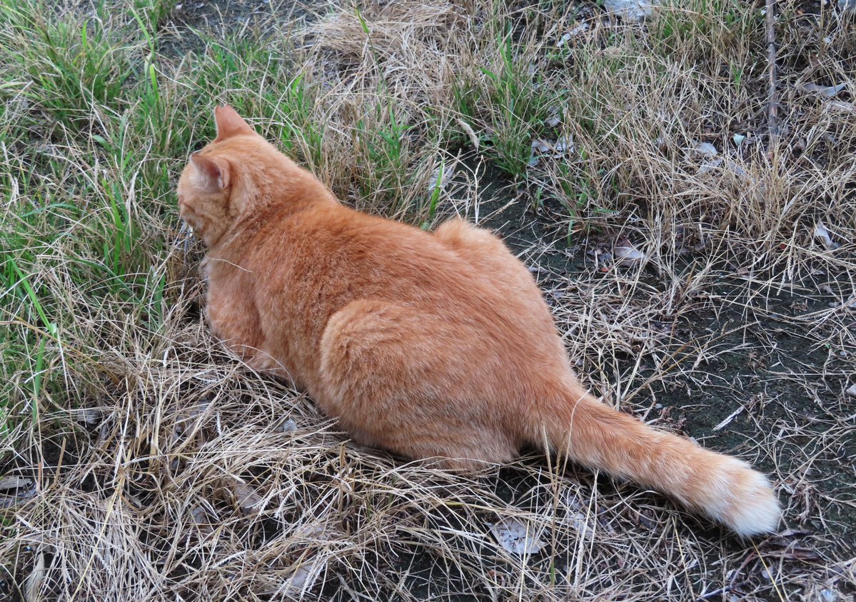 GtoratoratoraG's tweet photo. おつかれさまでした～🙋‍♂️🐈🌿🥂 https://t.co/SvQxK86l04
