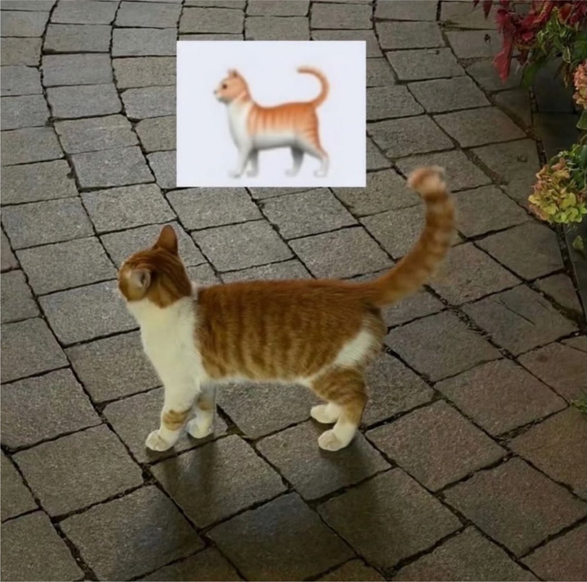 gatinarios's tweet photo. 🐈 https://t.co/FZ8oKB793n