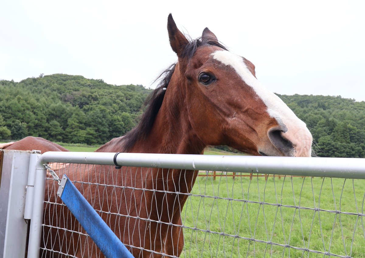 rouman_yu's tweet photo. ドトウさんω
年明けに訪れた際は、転倒してしまった直後で、心做しかションボリしてて心配しましたが、今日はのびのびと放牧を楽しんでて、目が輝いてて安心しました‼️  
元気に夏を越えようね。
#メイショウドトウ
#ノーザンレイク ※要見学予約 https://t.co/ICsvbMkqj3