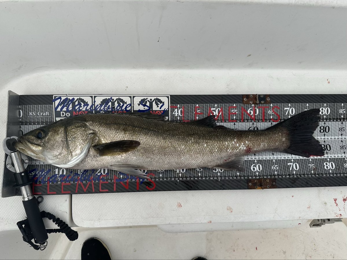 21yua1's tweet photo. 夏シーバスにレイジーハード
換えが効かない唯一無二
魚が強い！ https://t.co/H8KgVjnyKh
