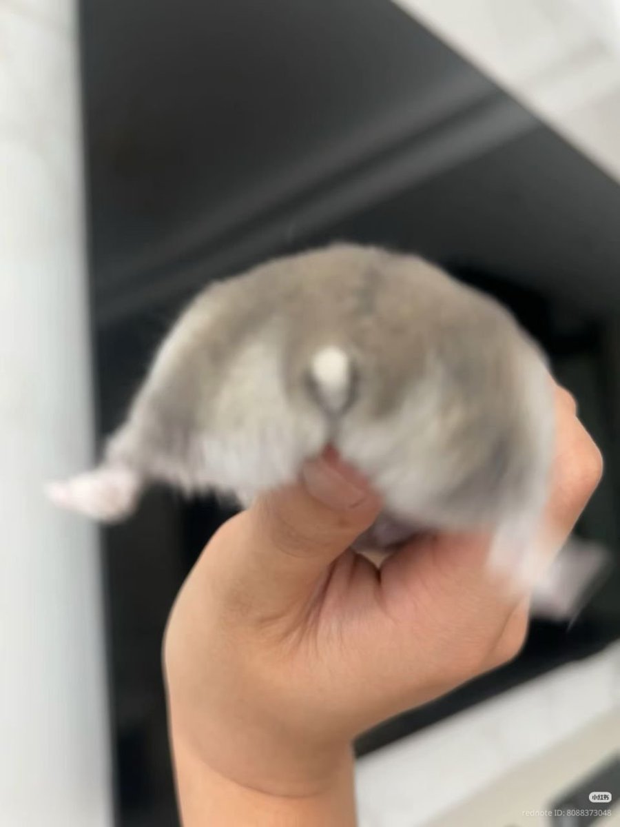 TweetsOfHamster's tweet photo. https://t.co/Il5EMP2Il6