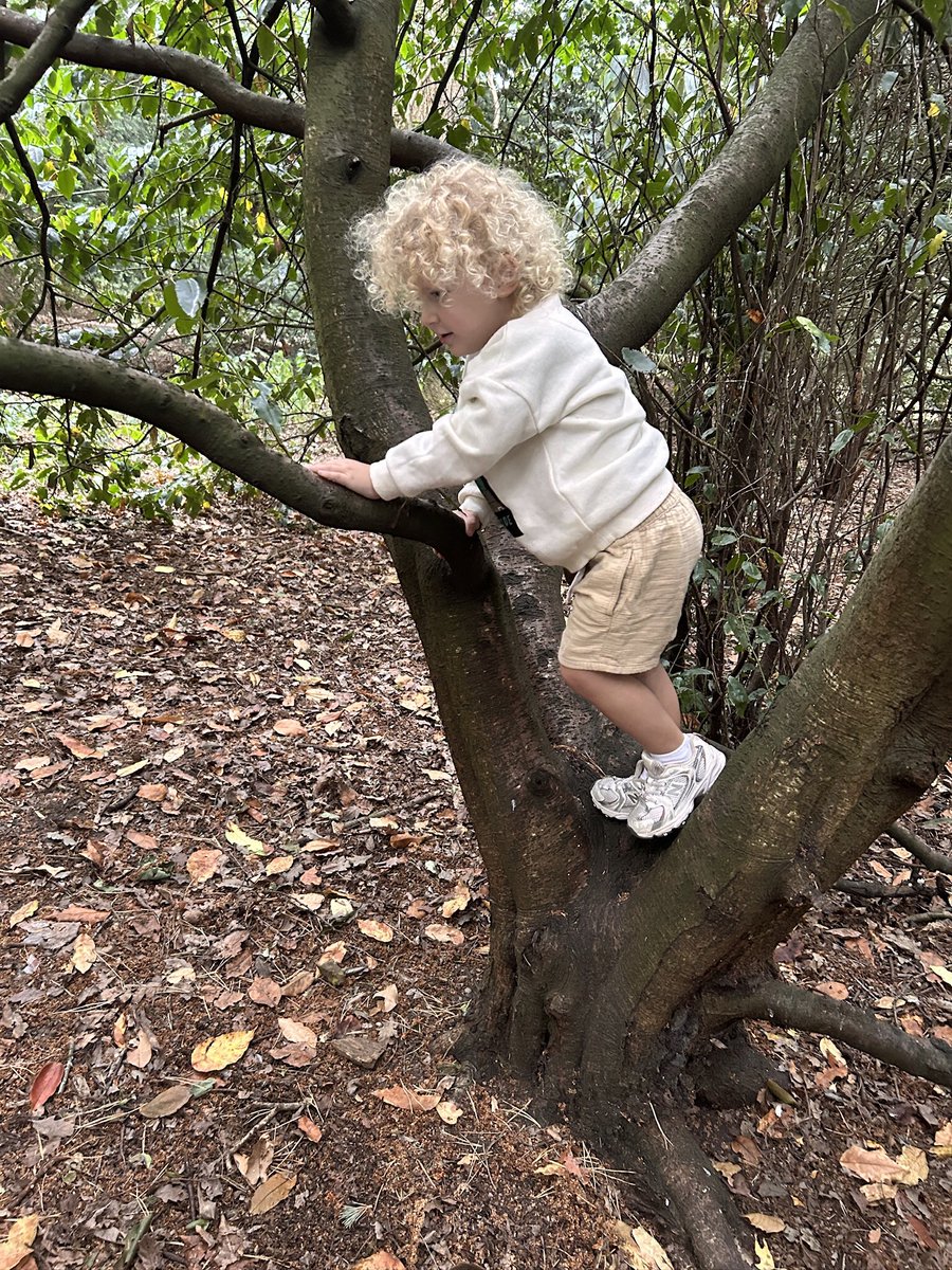 CarolineBignell's tweet photo. @DailyPicTheme2 My #favouritepicturefromJuly is this one of my grandson Otis climbing a tree in Clumber Park. https://t.co/lPNONvYz0m