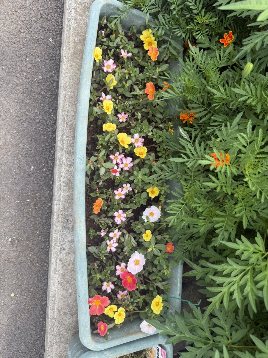 NijiruChanff14's tweet photo. 松葉牡丹挿し芽してたら楽しくなってしまって、増やしてしまったw
ポーチュラカも挿し芽しました🏵️ https://t.co/hyQLHR91iM