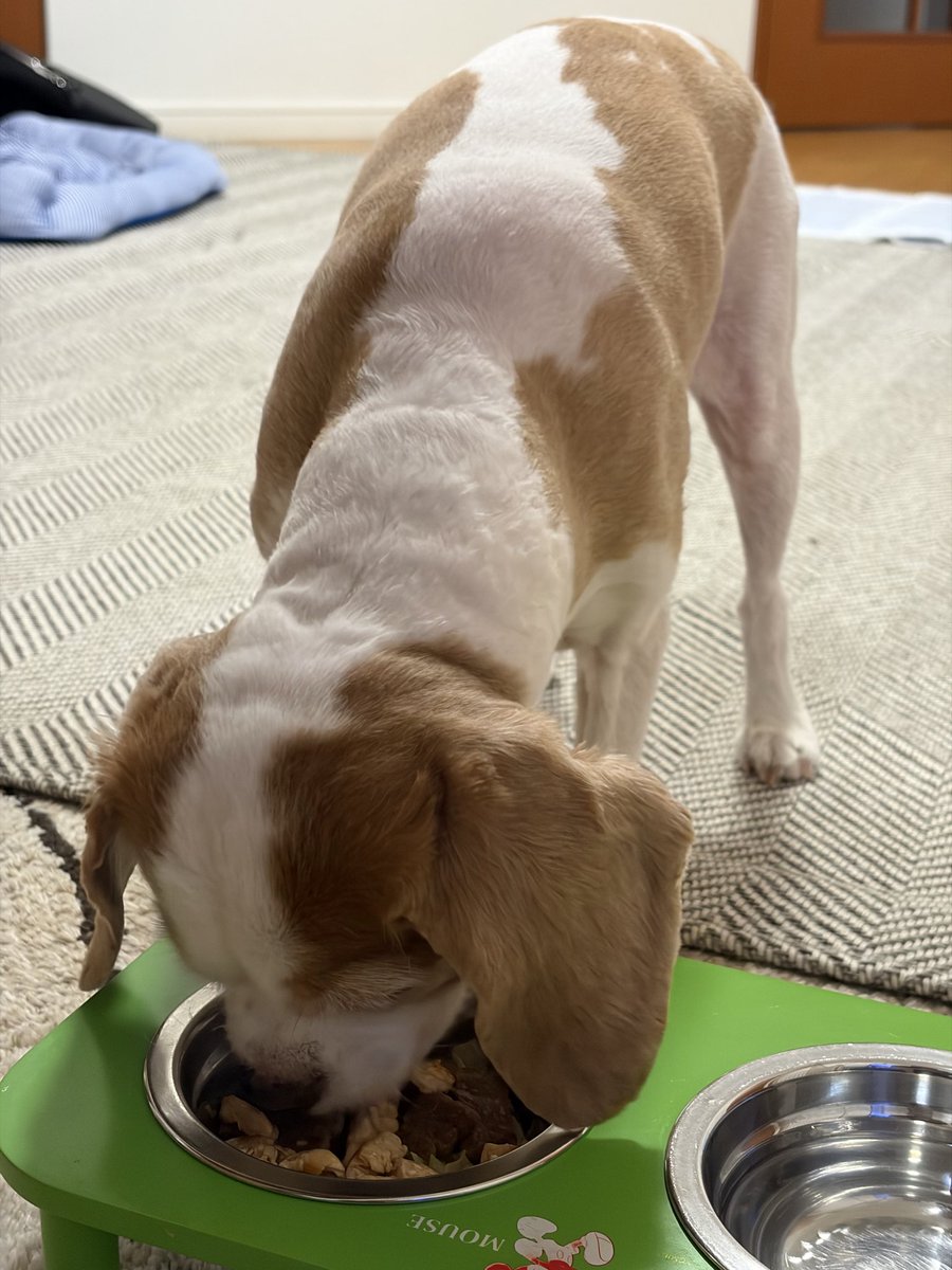 mitsuchan1jp's tweet photo. うまうまの時間だよー🐶
国産黒毛和牛🥩とチキン🍗のステーキ丼とデザートの焼き芋🍠だよー

😊お肉たっぷりご飯だよ🍚

🐶一年で1番幸せな時間でしゅね☝️

😊お芋もあるよ🍠

🐶サイコーでしゅ👍 https://t.co/AYisjGHxY0