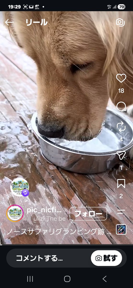 chocomille's tweet photo. ノースサファリサッポロ　インスタの公式アカウント　明日ピクニックフィールド　オープンってきた…
動画みる限り、今の敷地内にみえるんだけど💦
HPのアドレスも、ノースサファリになってるし。
ナニコレ？ https://t.co/qpauK3in1V