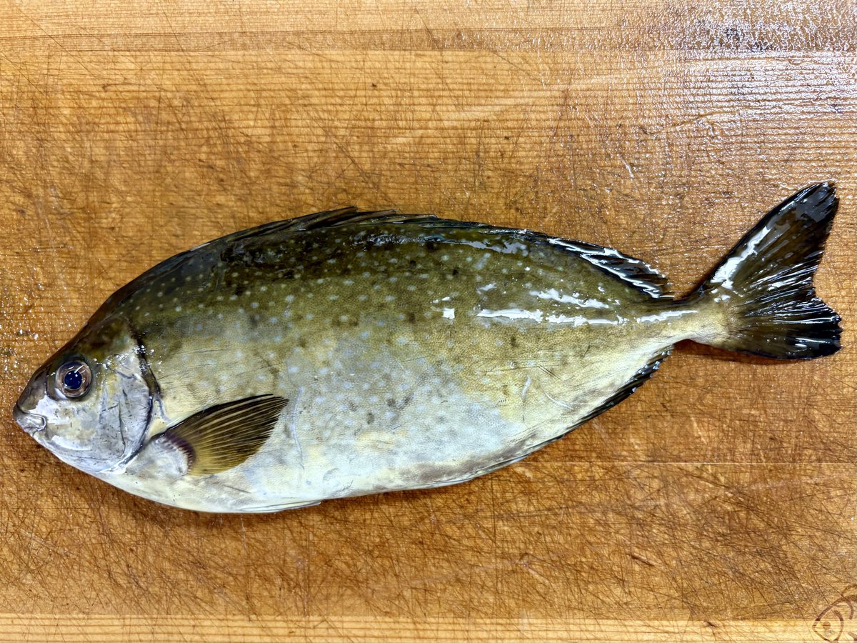 Barber_Tully's tweet photo. アイゴの刺身・セビチェ・島寿司

夏のアイゴは臭い子？
なーに言ってんだ、ふっざけんなよ～
産卵期のアイゴはさぁ、ご褒美なんだよっ！ https://t.co/8N4HODXeCZ
