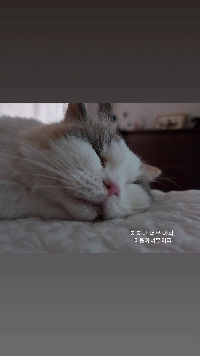 tkfkdgo2706's tweet photo. 260801 강민혁 스토리❤ྀི️

치치가 너무 아파.
마음이 너무 아파.

이렇게 건강했는데..

치치야 아프지마ㅠ 얼른 회복하길….🥲🙏🏻
#CNBLUE #씨엔블루 #강민혁 #KANGMINHYUK https://t.co/X7xaW6WLZL