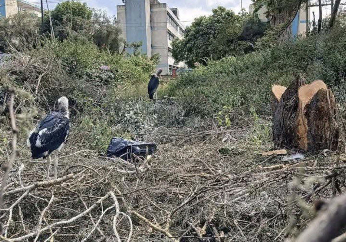 onjolo_kenya's tweet photo. They cut down the acacia trees this week at Kenyatta National Hospital. The marabou storks that had nested there for decades didn’t have anywhere to go😭😭😭. Some died. Some got injured. All because nobody thought to check what was living in those branches first.

This is what happens when “development” skips the wildlife-sensitivity conversation entirely. Nairobi keeps growing, but does it have to keep growing over everything else that was already here?

Environmental assessments before tree removal shouldn’t be optional. They should be law am speaking for them, can someone hear me please 😭😭😭
