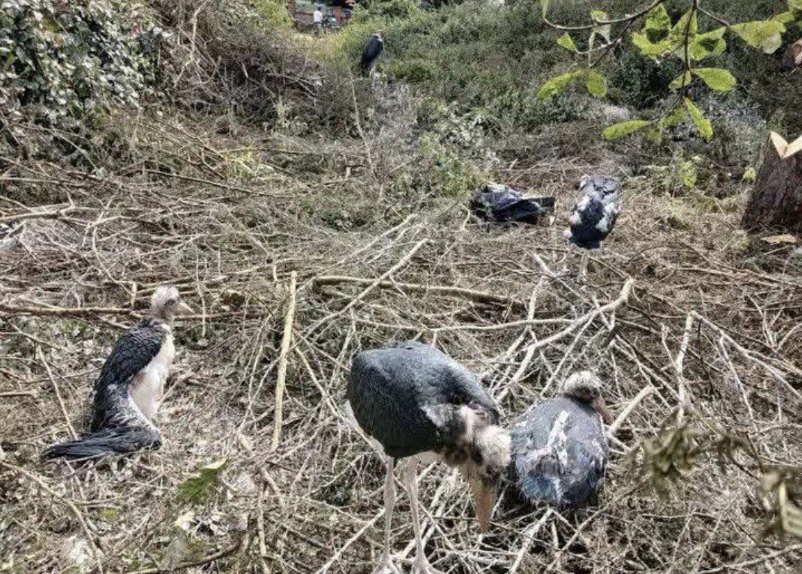 onjolo_kenya's tweet photo. They cut down the acacia trees this week at Kenyatta National Hospital. The marabou storks that had nested there for decades didn’t have anywhere to go😭😭😭. Some died. Some got injured. All because nobody thought to check what was living in those branches first.

This is what happens when “development” skips the wildlife-sensitivity conversation entirely. Nairobi keeps growing, but does it have to keep growing over everything else that was already here?

Environmental assessments before tree removal shouldn’t be optional. They should be law am speaking for them, can someone hear me please 😭😭😭