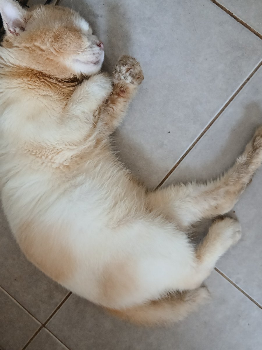 __chimichi's tweet photo. makan, main, tidur, bangun, main, kecebur got, makan, tidur, bangun, makan, main https://t.co/fRPU6LGTVN