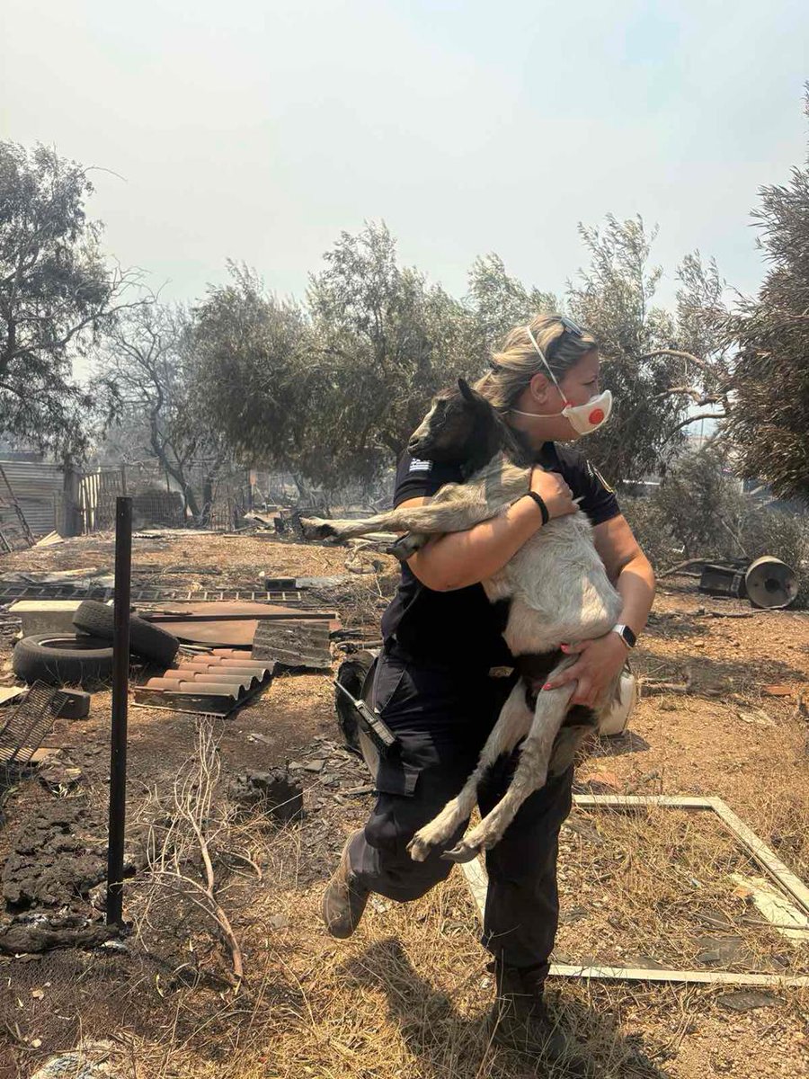 hellenicpolice's tweet photo. 👮‍♀️Όταν το καθήκον συναντά την ανθρωπιά!

 Δίπλα σε κάθε ζωή. 🐐

🚔 Η Διοικητής του Α.Τ. #Μάνδρας, και οι συνάδελφοί της, βρίσκονται διαρκώς στο πεδίο δίπλα στους πολίτες, προσφέροντας βοήθεια όπου χρειάζεται.

#φωτια #πυρκαγιά https://t.co/jBP68qupno
