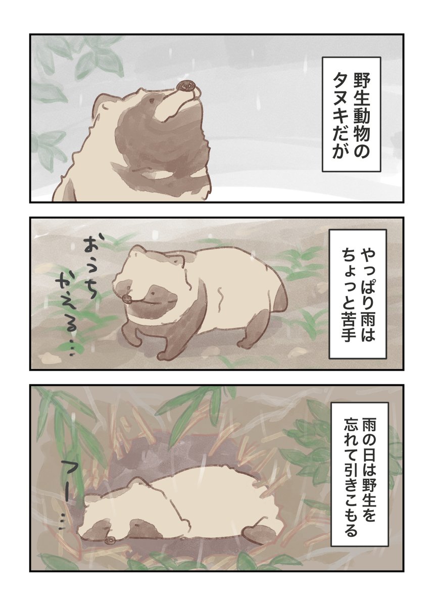 Py0wwK's tweet photo. #たぬき
あんまり知らないタヌキの素顔☔       

「タヌキは雨が苦手？」
野生のタヌキは雨が苦手と聞きます、雨が降る日は巣穴に篭ることもあるとか。人間に似てますね😉 https://t.co/sWkYvIMpCE