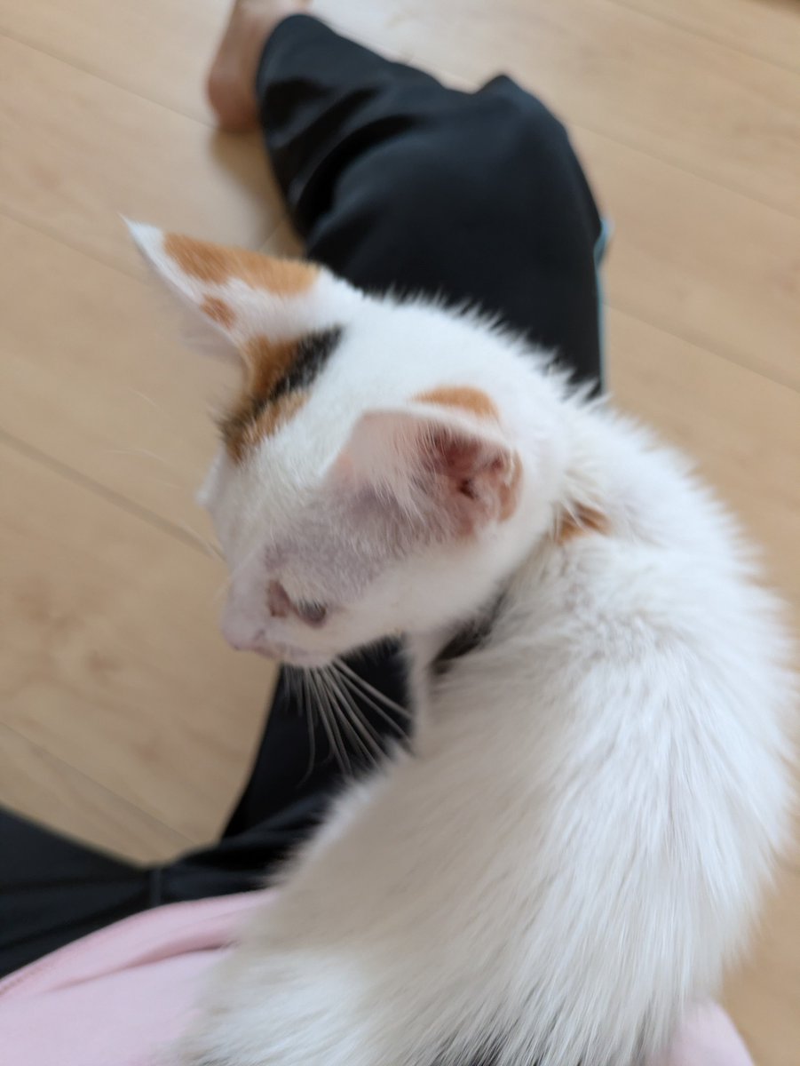 HraguroKuro's tweet photo. 家族が増えました���
実家の倉庫で一人ぼっちだったけど…
ハチにゃんより元気いっぱい過ぎる😅
生後２ヶ月の女の子です🤗 https://t.co/mvpzJHaIAx