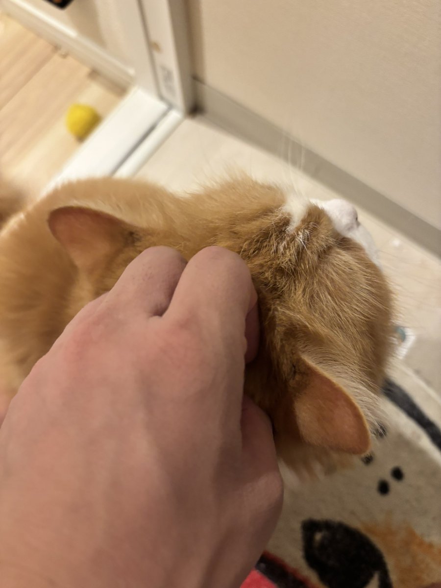 stunZ9jo's tweet photo. 俺が長風呂すぎてさみしんぼゲージがマックスとなりトイレに突撃しに来た猫

vs

風呂に2時間入って膀胱が破裂しそうな全裸の俺 https://t.co/xEGdBCNtT1