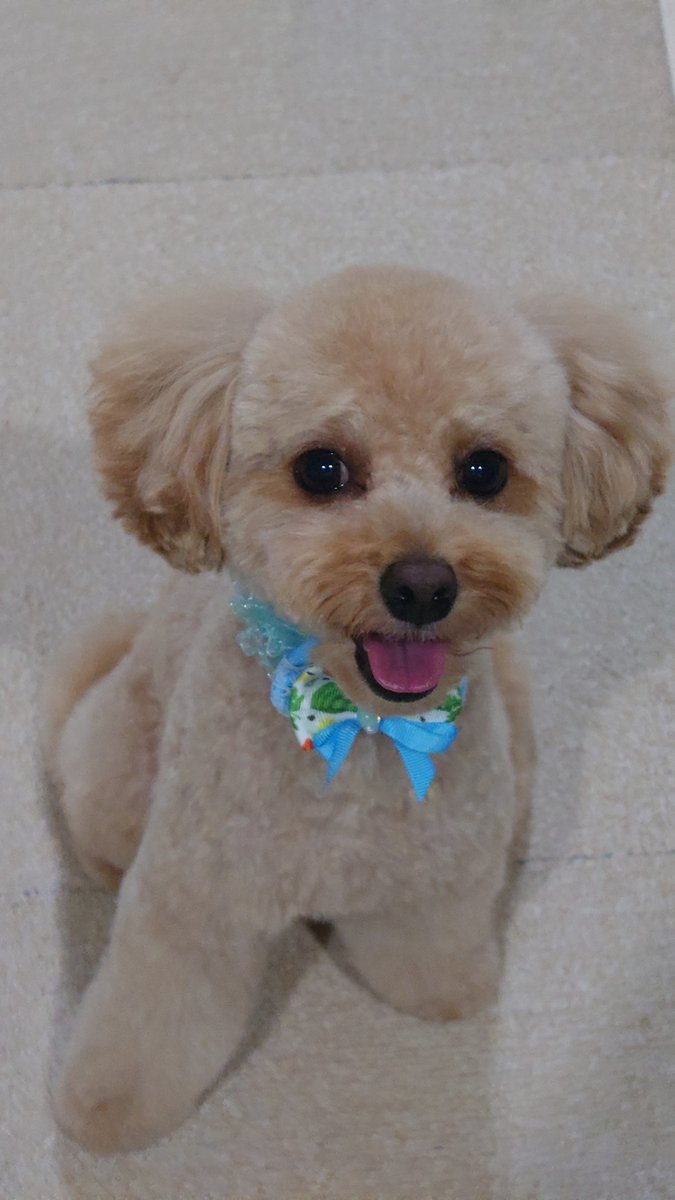 Exiler0828's tweet photo. 今日トリミングしたてのノア君です🐕 https://t.co/g3hbVasNsH