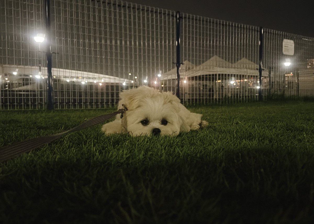 okomeisgoodgirl's tweet photo. ドッグラン楽しすぎた犬、帰り道これ https://t.co/5ieD3Hl2RV