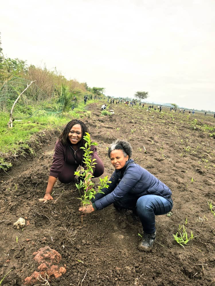 UbaloziAddis's tweet photo. The Embassy of Tanzania joins @MFAethiopia for #GreenLegacy — growing a greener Ethiopia, together.

At the invitation of @MFAEthiopia, the Embassy of Tanzania participated in a tree planting program in Bishoftu city, as part of Ethiopia’s #GreenLegacyInitiative 🌳🇪🇹  

The program united MoFA staff, the diplomatic corps, local communities, and the diaspora — a powerful example of collective action for environmental sustainability and climate resilience.  

In his opening remarks, the Minister of Foreign Affairs of Ethiopia, Hon. Gedion Timothewos, called it “a day of planting hope — for the future, peace, environmental sustainability, and unity.”  

With 48+ billion seedlings planted since 2019, the Green Legacy Initiative is about restoring ecosystems, enhancing  climate resilience, creating green jobs, and securing a livable future for the next generation. 

The Embassy is proud to contribute #ClimateAction #PlantingHope #Ethiopia