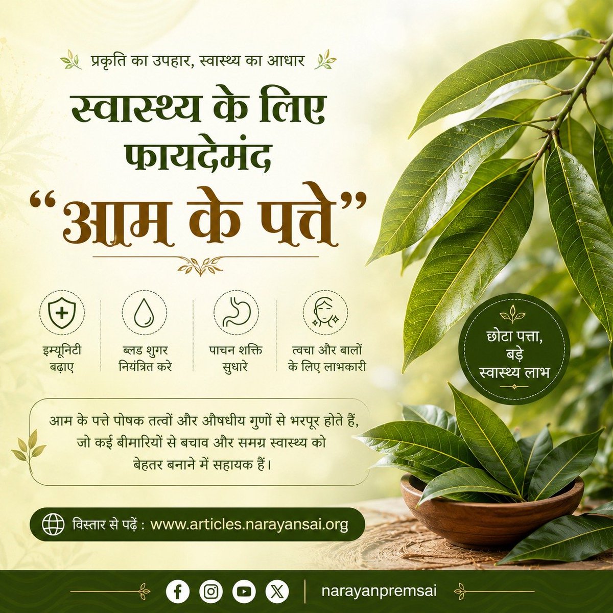 NarayanPremSai's tweet photo. 🍃 स्वास्थ्य के लिए फायदेमंद "आम के पत्ते"🌿
क्या आप जानते हैं कि स्वादिष्ट आम के साथ-साथ उसके पत्ते भी औषधीय गुणों का खजाना हैं?

इनके उपयोग विधि एवं सभी लाभ विस्तार से जानने के लिए लेख पढ़ें:
📖 https://t.co/SB6GXhVXjH
#NarayanSaiji #naturescenery #HealthAwareness https://t.co/OfKTnBoxPA