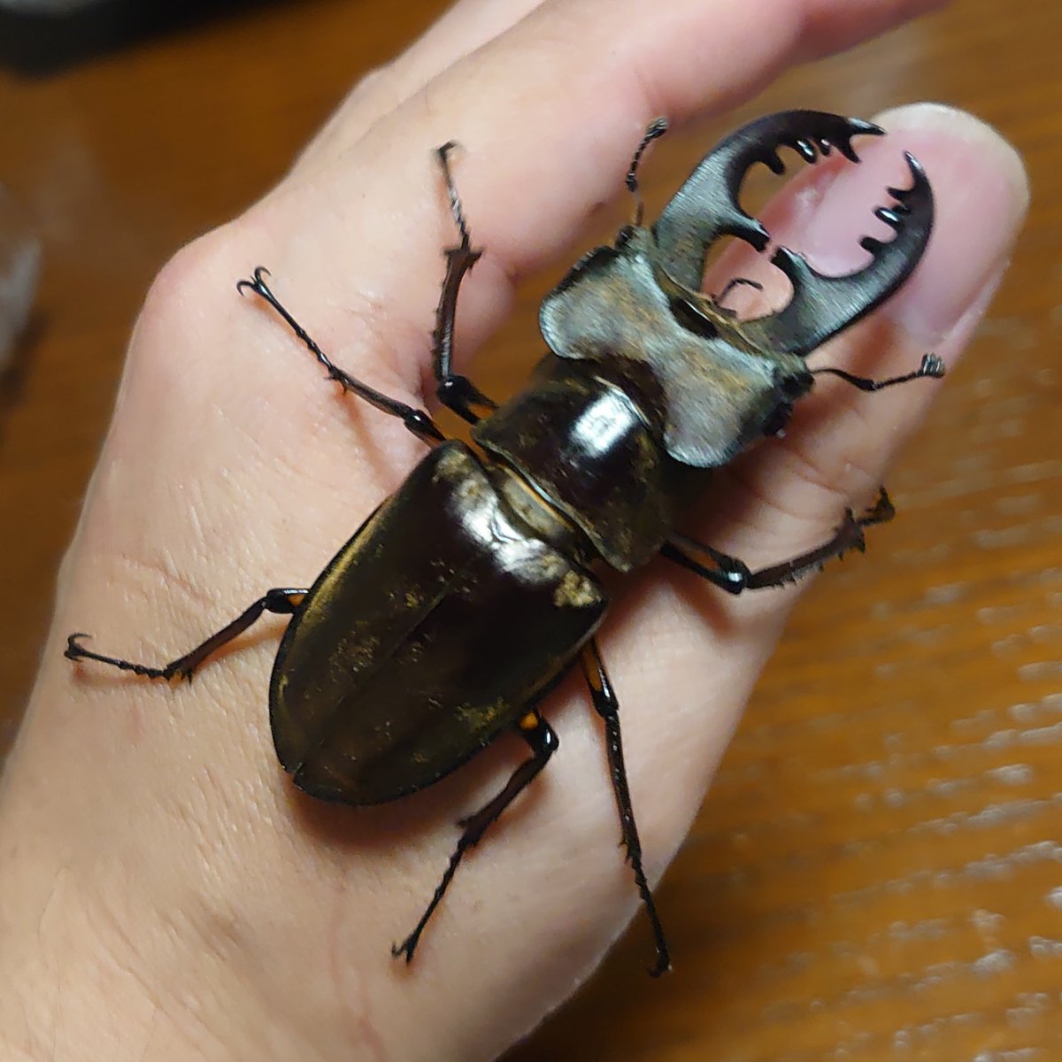 AmuleArcana's tweet photo. 千葉県、まだまだミヤマ真っ盛り❗️
最大個体６９．７〜７０．１ｍｍありました。

#クワガタ採集 #ミヤマクワガタ https://t.co/2bvkM690Dv